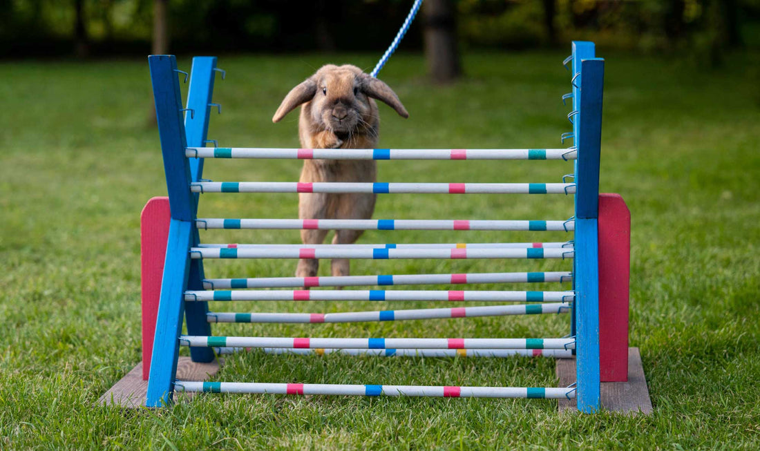 Králík skákající přes překážku – králičí hop