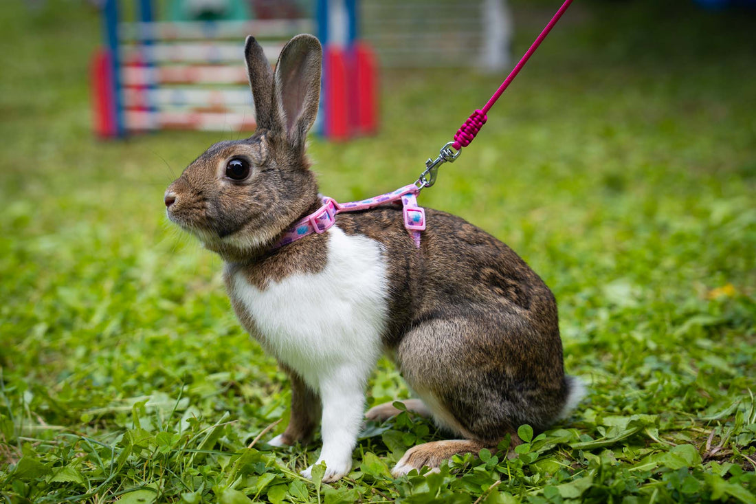 Králík s postrojem a vodítkem značky MALGIE
