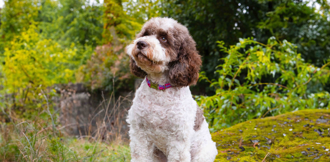 pes s paracord obojkem malgie 