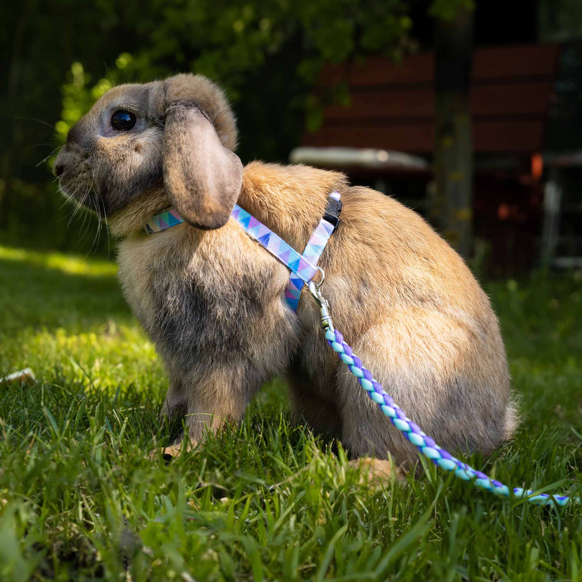 Králík